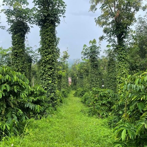 coffee and pepper intercropping