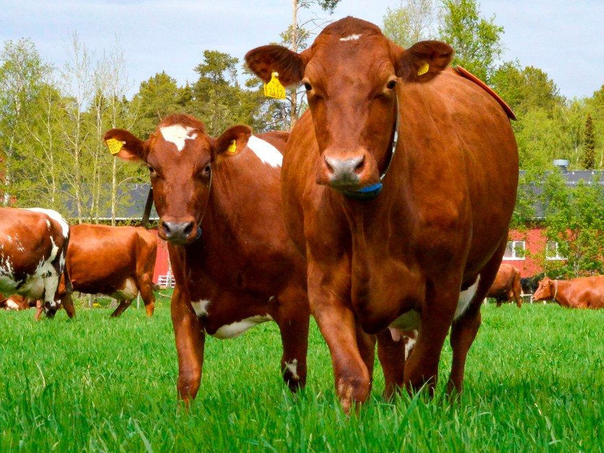 Cows on pasture