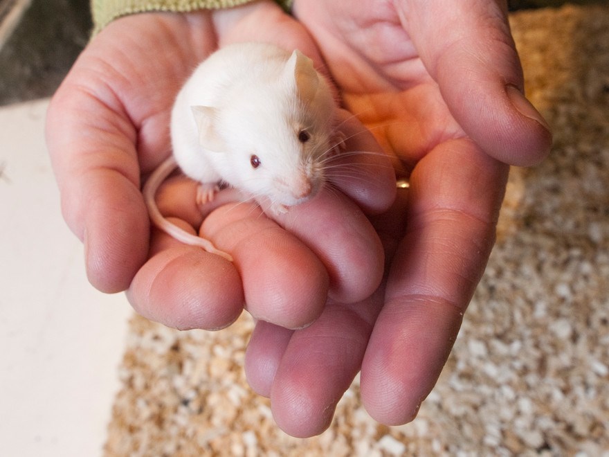 White mouse sitting in cupped hands