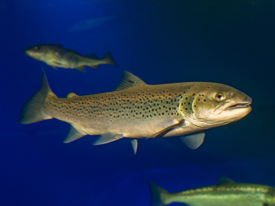 Trout swimming