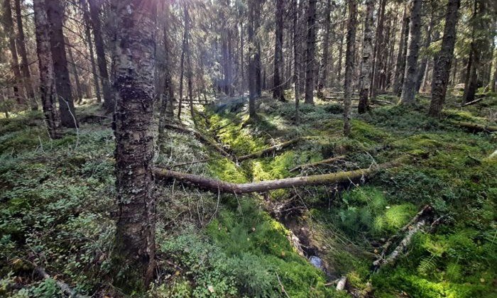 Peatland