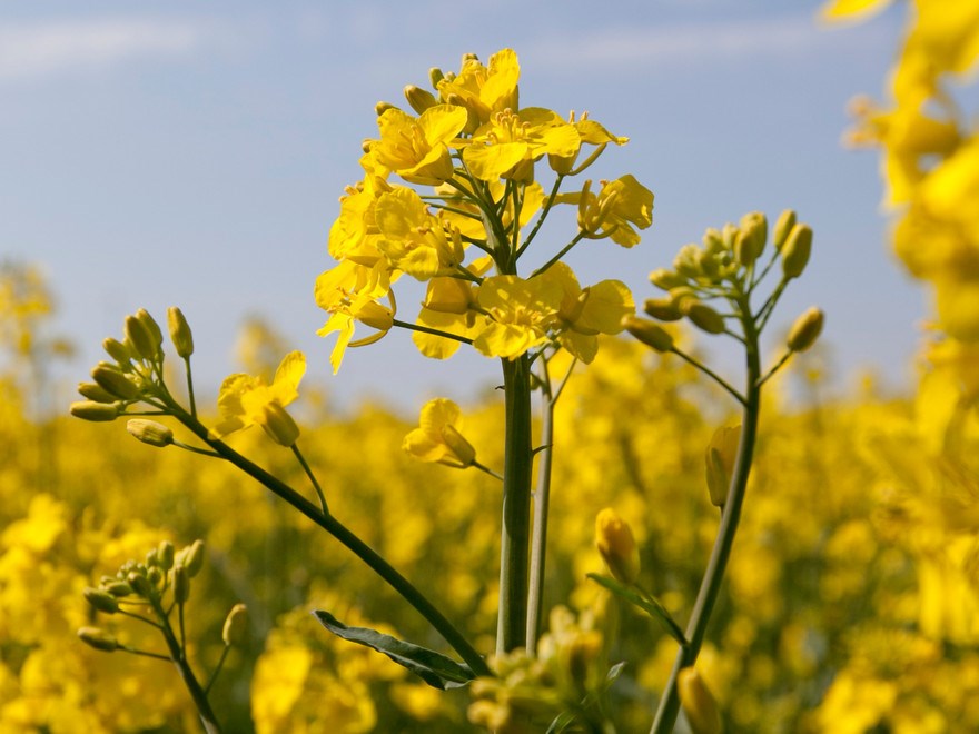 Rapeseed flower
