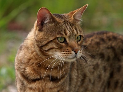Katt