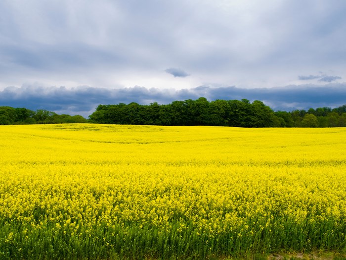 Rapeseed field