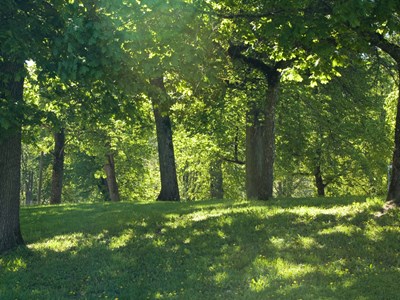 Skog