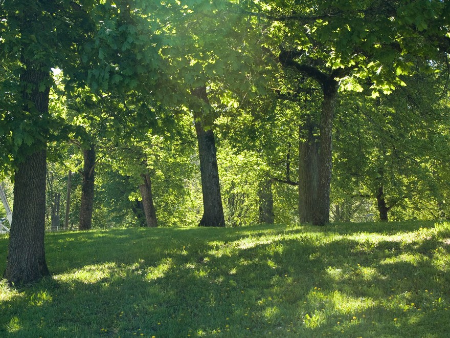 Trees in a forest