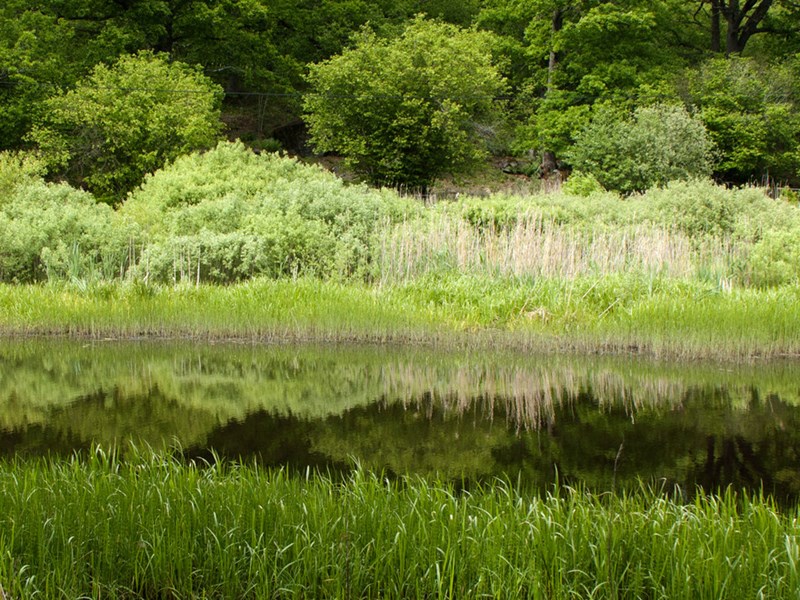 Grön natur vid vattnet