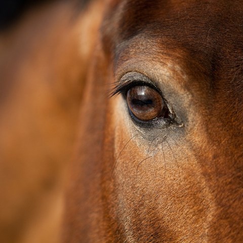 Close up picture of horse