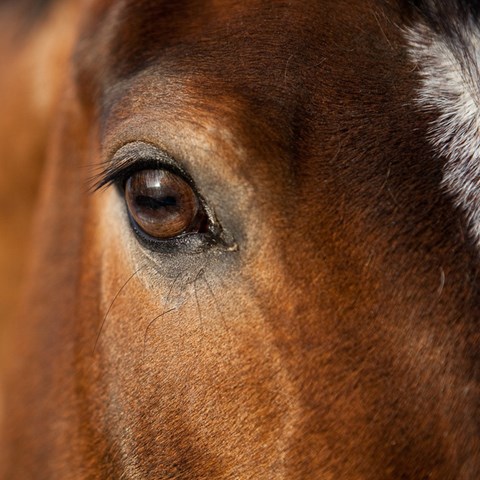 Close up picture of horse