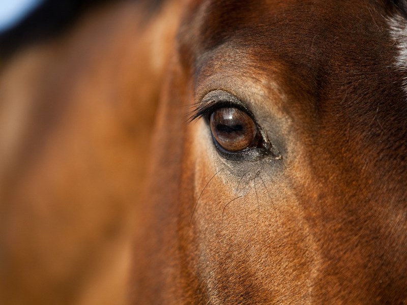 close up picture of horse
