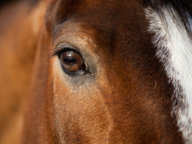 close up picture of horse