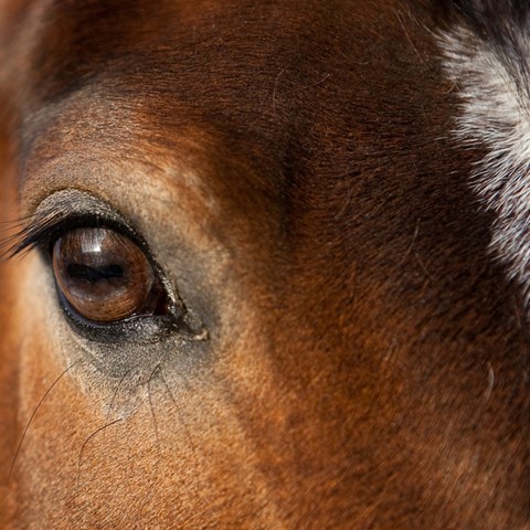close up head of a horse