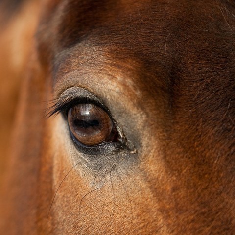 Horse eye