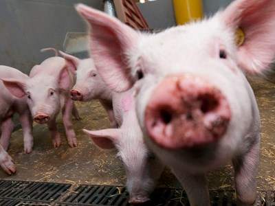 Piglets