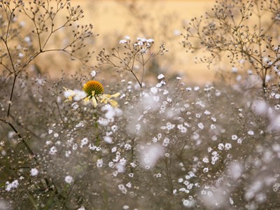 Blommor