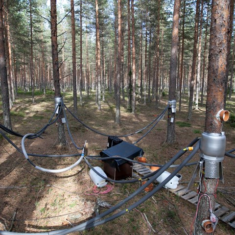 Sap flow measurements. Photo. 