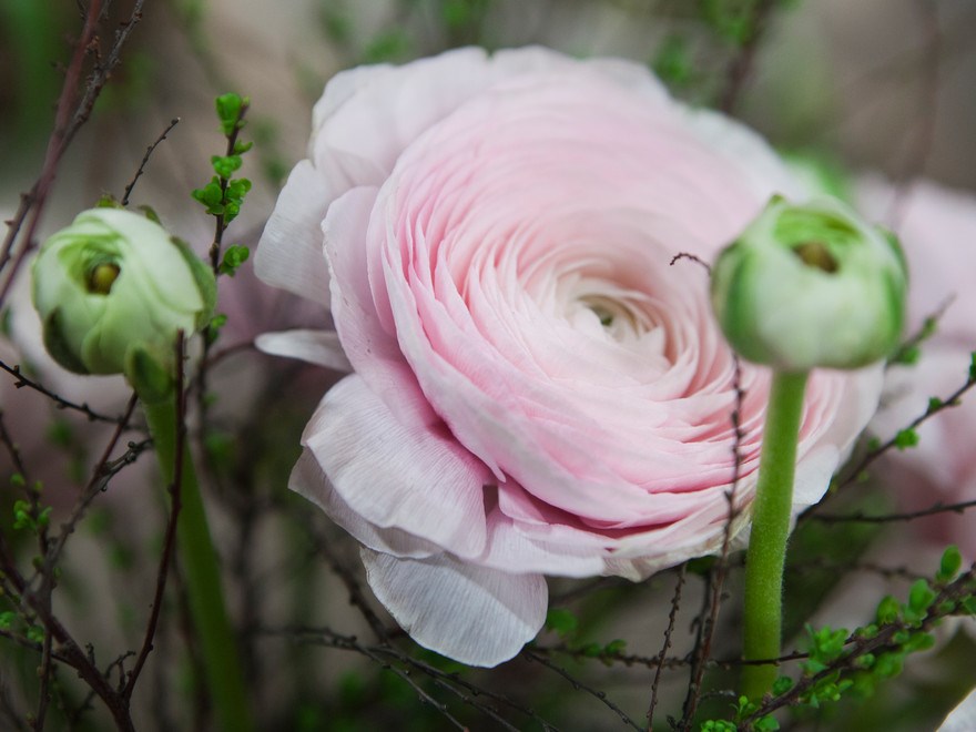 Rosa blomma