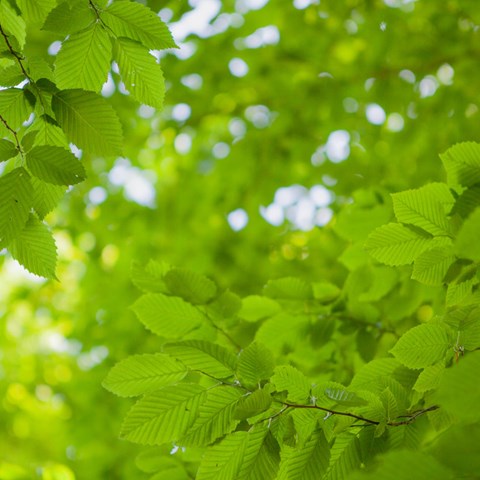 Grenar från ett bokträd med gröna löv