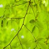 Picture of a beech forest