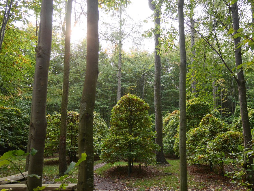A tree in a forest