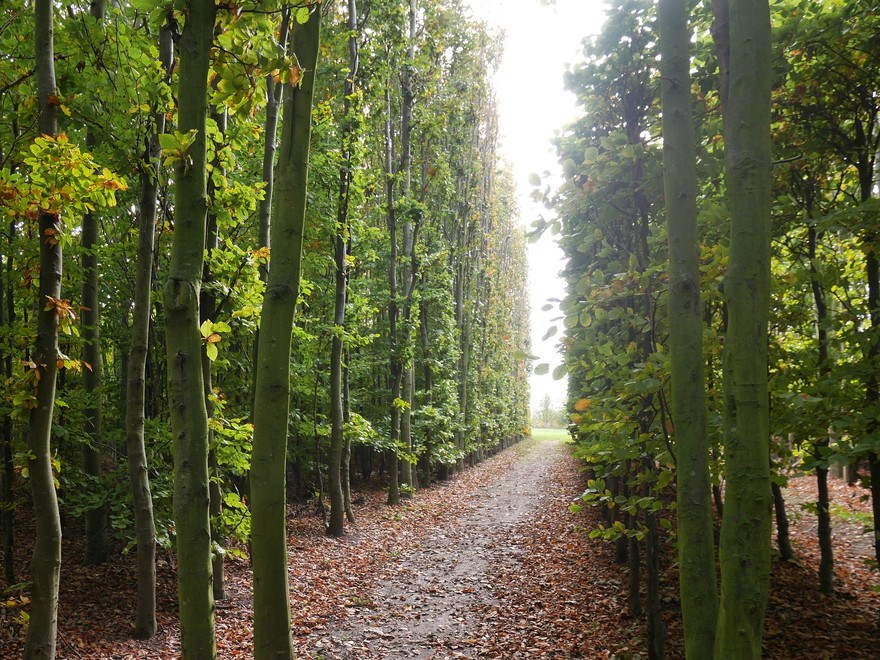 Väg i lövskog. Foto.