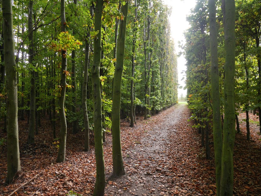 En skog