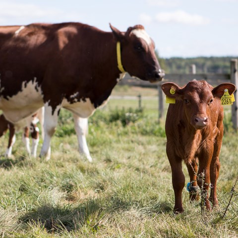 Cow with calf. Photo: Jenny Svennås-Gillner