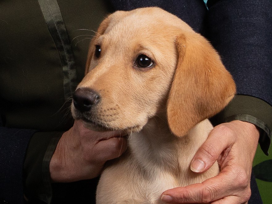En hundvalp av rasen Labrador Retriever.