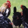 Poultry. Photo.