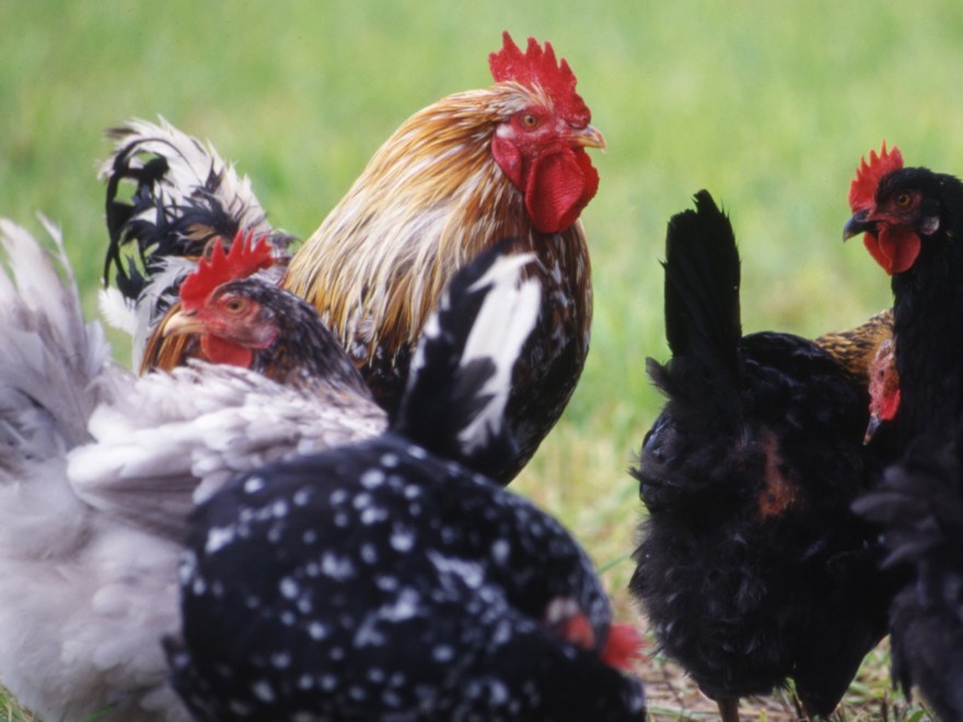 hönsflock