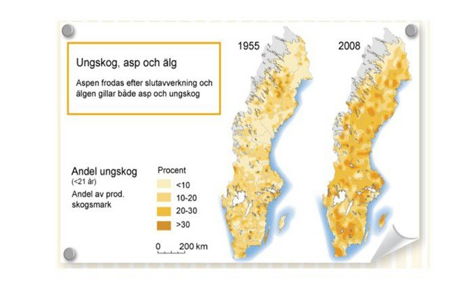 Ungskog, asp och älg