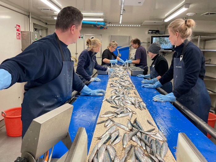 Flera personer sorterar fisk som ligger upplagda på ett långt smalt bord