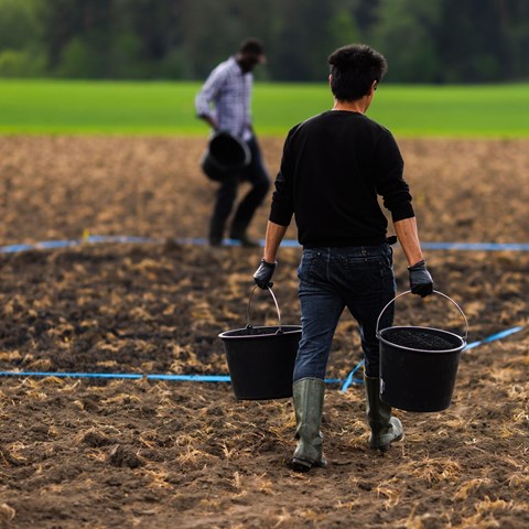 A research carries two buckets with biochar to the experimental field