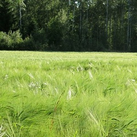 Green cereal field with forest as background. Photo. 