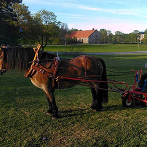häst som gräsklippare på Ultuna