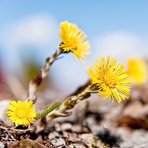 Foto på tussilago