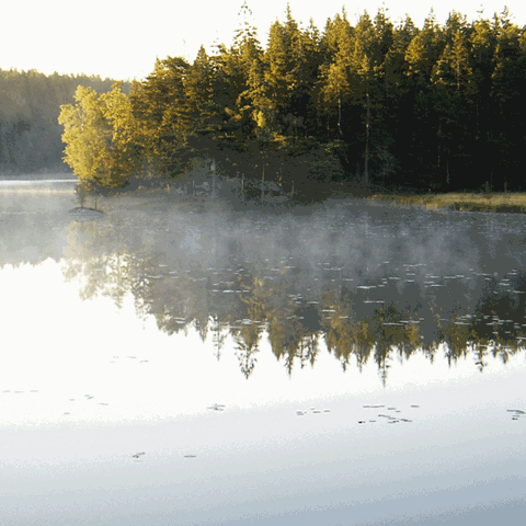 LTER-området Gårdsjön. Foto: Ulf Grandin, SLU