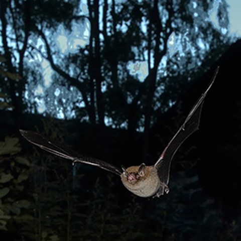 What Birds Do Owls Eat: A Fascinating Insight into Their Diet.