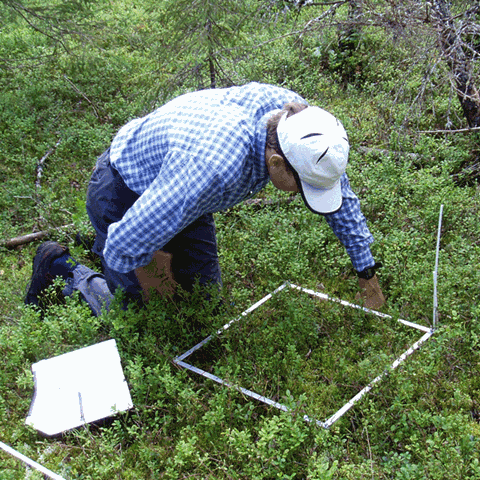 Ulf Grandin inventerar vegetation. Foto: Tommy Pettersson