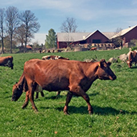 Kor på bete nedanför ladugården. Foto.