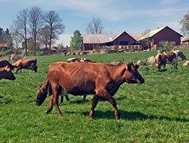Kor på bete nedanför ladugården. Foto.