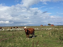Ko i öländskt landskap, foto.