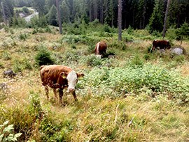 Kor betar i skogslandskap, foto.