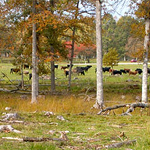 Kor betar på skogig äng, foto.