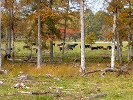 Kor betar på skogig äng, foto.
