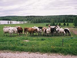 Kor på bete, foto.
