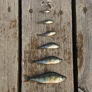 Photo of even-aged perches with varying sizes