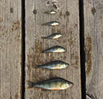 Photo of even-aged perches with varying sizes