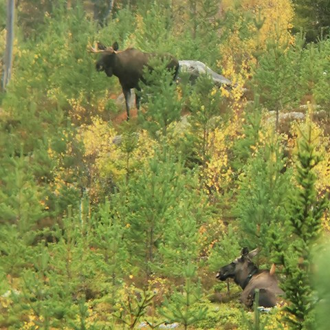 Foto på älg