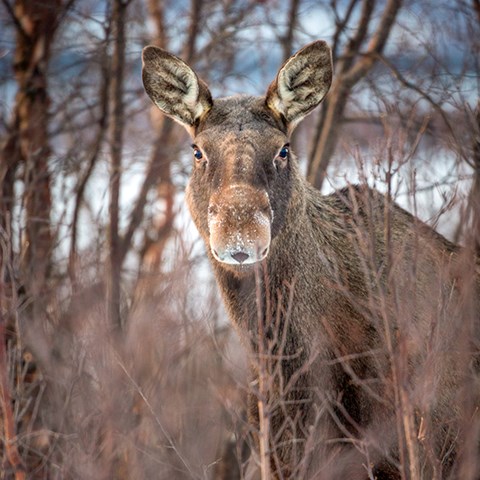 Foto på älg